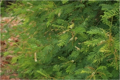 Acacia lenticularis